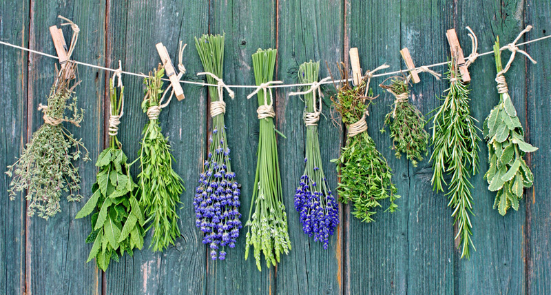 10 Healing Herbs To Grow in Your Survival Garden