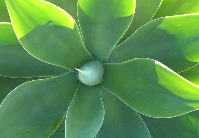 agave-19327_640
