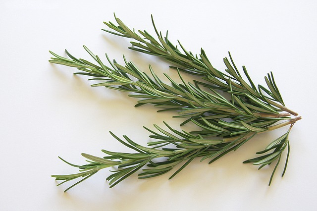 Protect Yourself from Cell phone Radiation with Rosemary 