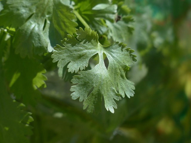 Cilantro is one of the most effective detoxifiers of heavy metals. Here is how to grow cilantro indoors. 
