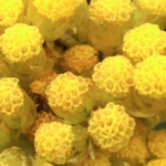 11 Reasons to Use Helichrysum Essential Oil Daily: It Does So Much for the Human Body