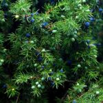 The Best Oil to Help with Insomnia, Bladder and Kidney Infection, Acne and Much more