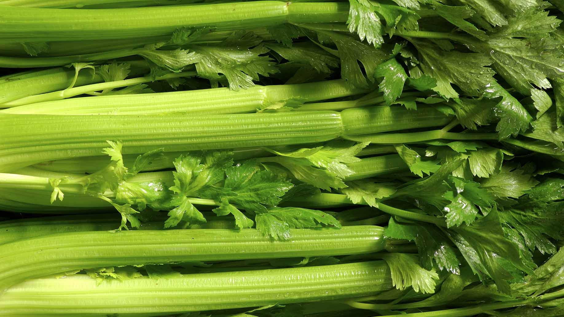Scientific studies found that apigenin in celery fights cancer in