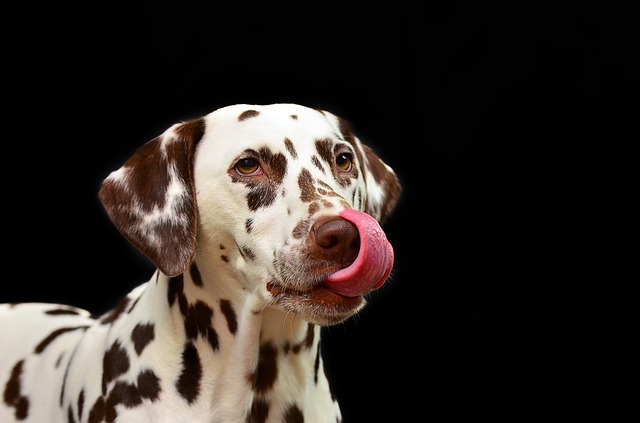 this-is-why-you-should-never-let-your-dog-lick-you-living-traditionally