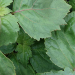 Surprising health benefits of Patchouli essential oil