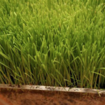 The Most Amazing Grass that Contains 92 of the 102 vitamins currently identified by science.