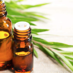 tea tree oil cures candida